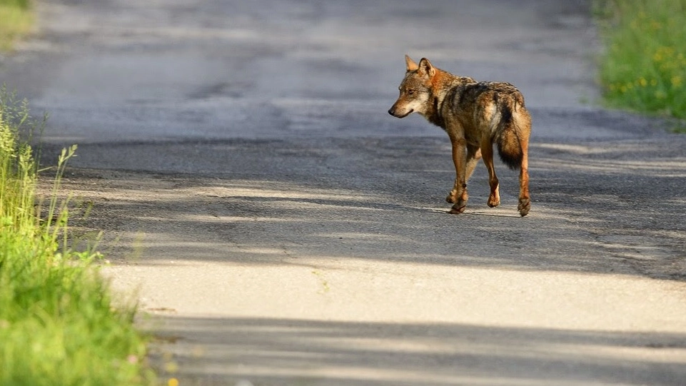 Uno dei lupi che vivono nella provincia di Pistoia