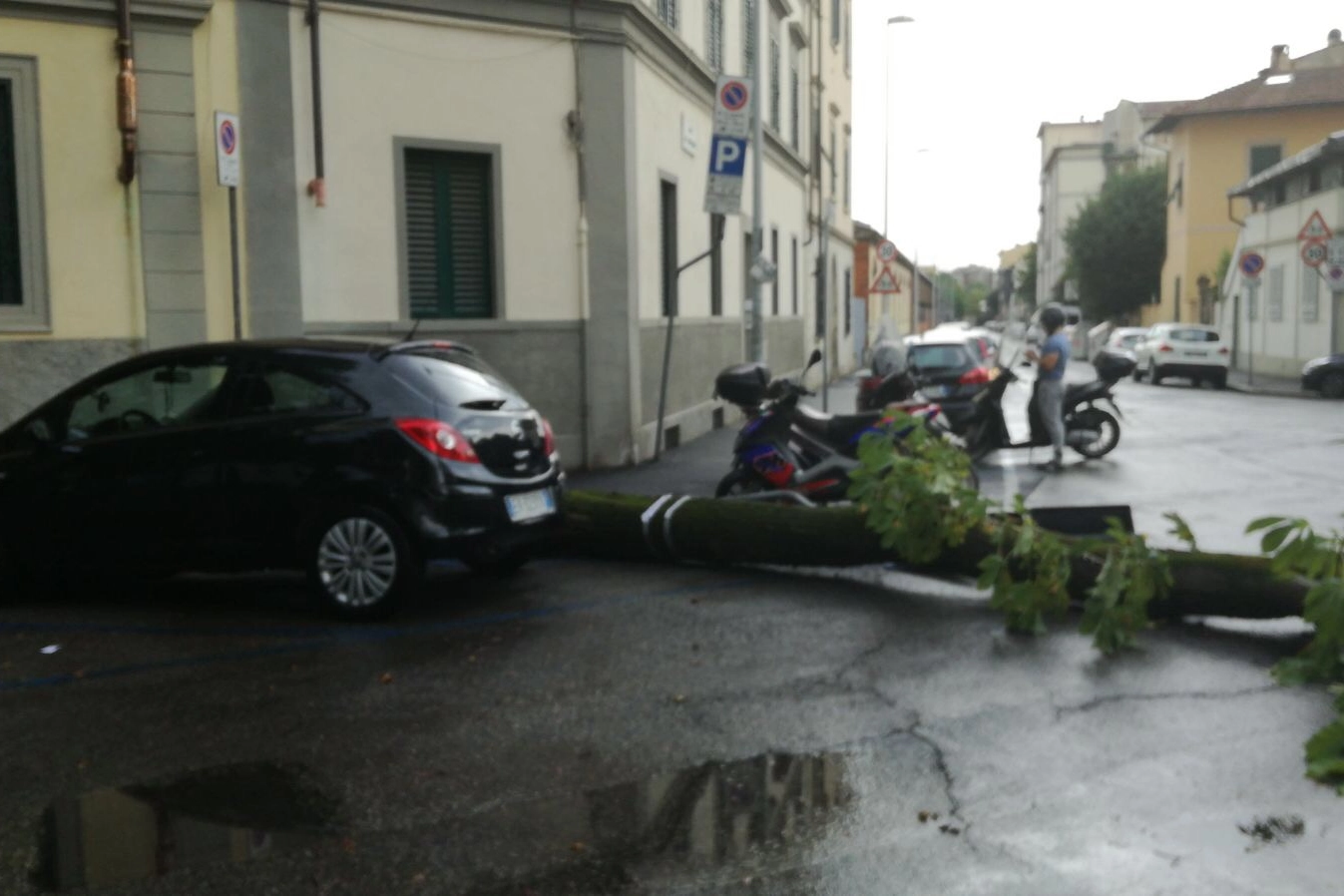 Caduto albero in Viale Corsica (foto Teresa Mainolfi)