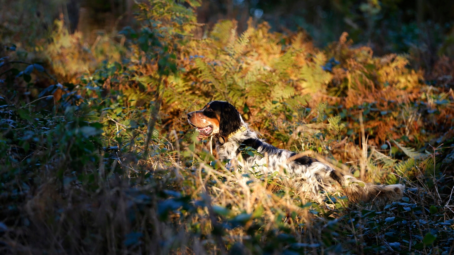 Cane da caccia in una foto Reuters