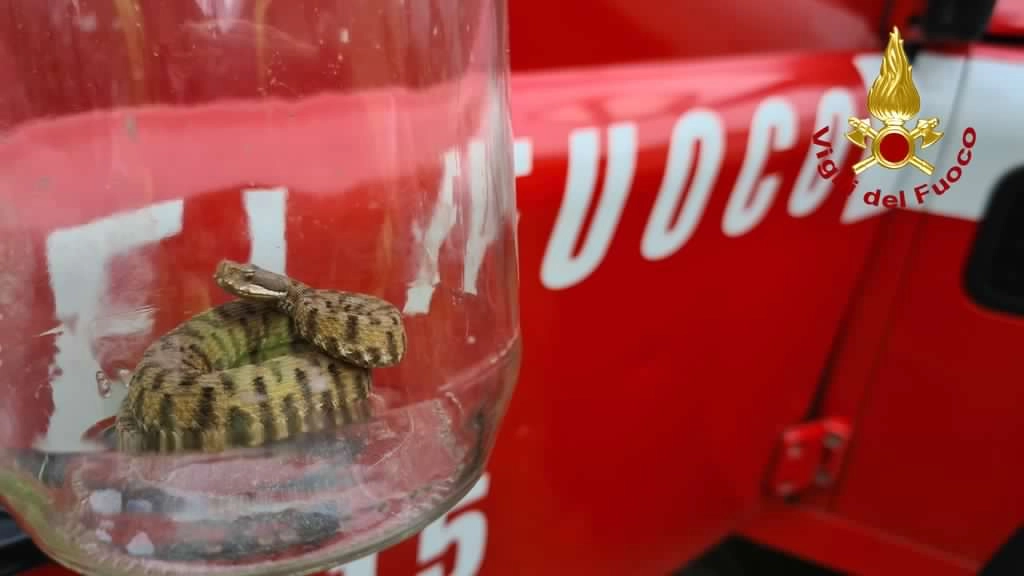 La vipera recuperata dai vigili del fuoco La vipera recuperata dai vigili del fuoco