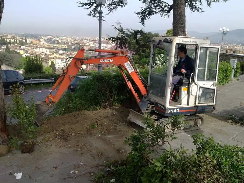 Al piazzale Michelangelo piantati 20 nuovi arbusti di leccio