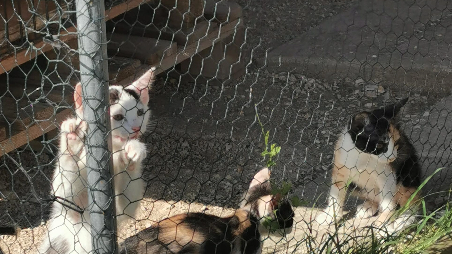 Due gattini impallinati I mici trovati morti Caccia all’uomo a Fossone Due gattini impallinati I mici trovati morti Caccia all’uomo a Fossone