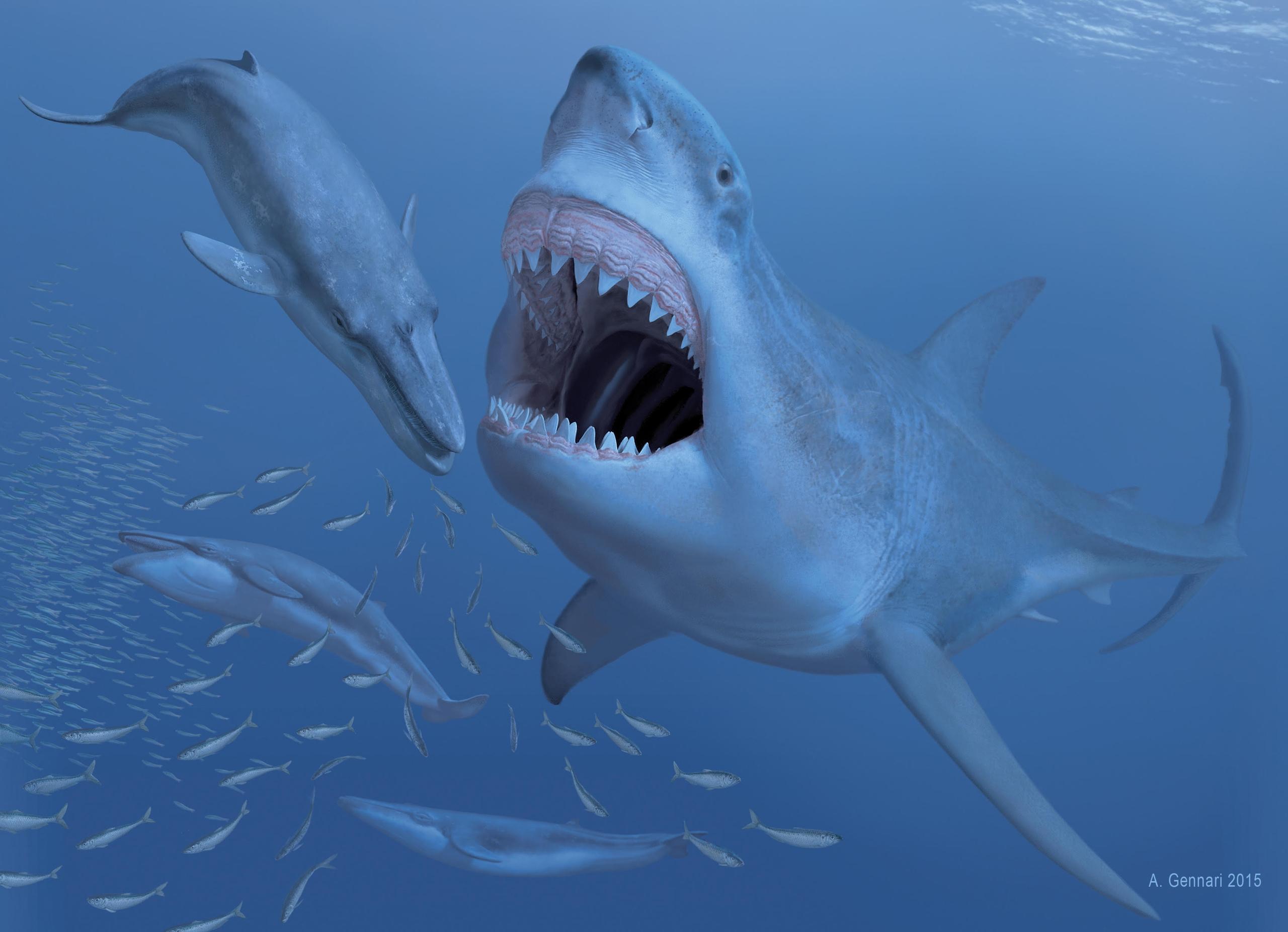 Megalodonte: lo squalo più grande che sia mai esistito