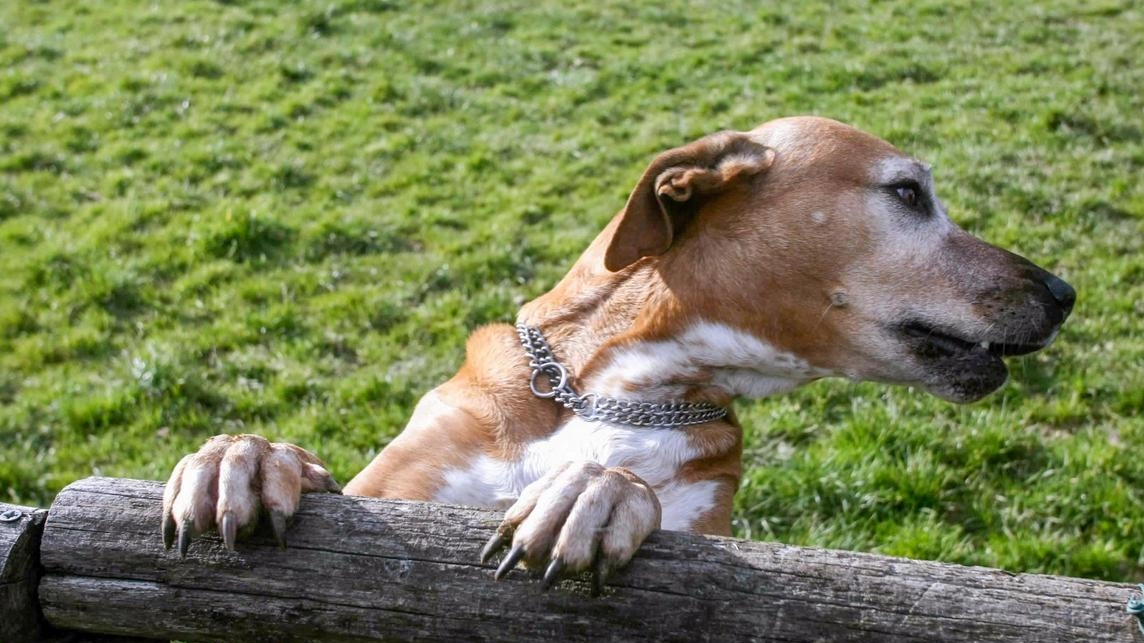 Area cani, polemiche: "Prolungare l’apertura"
