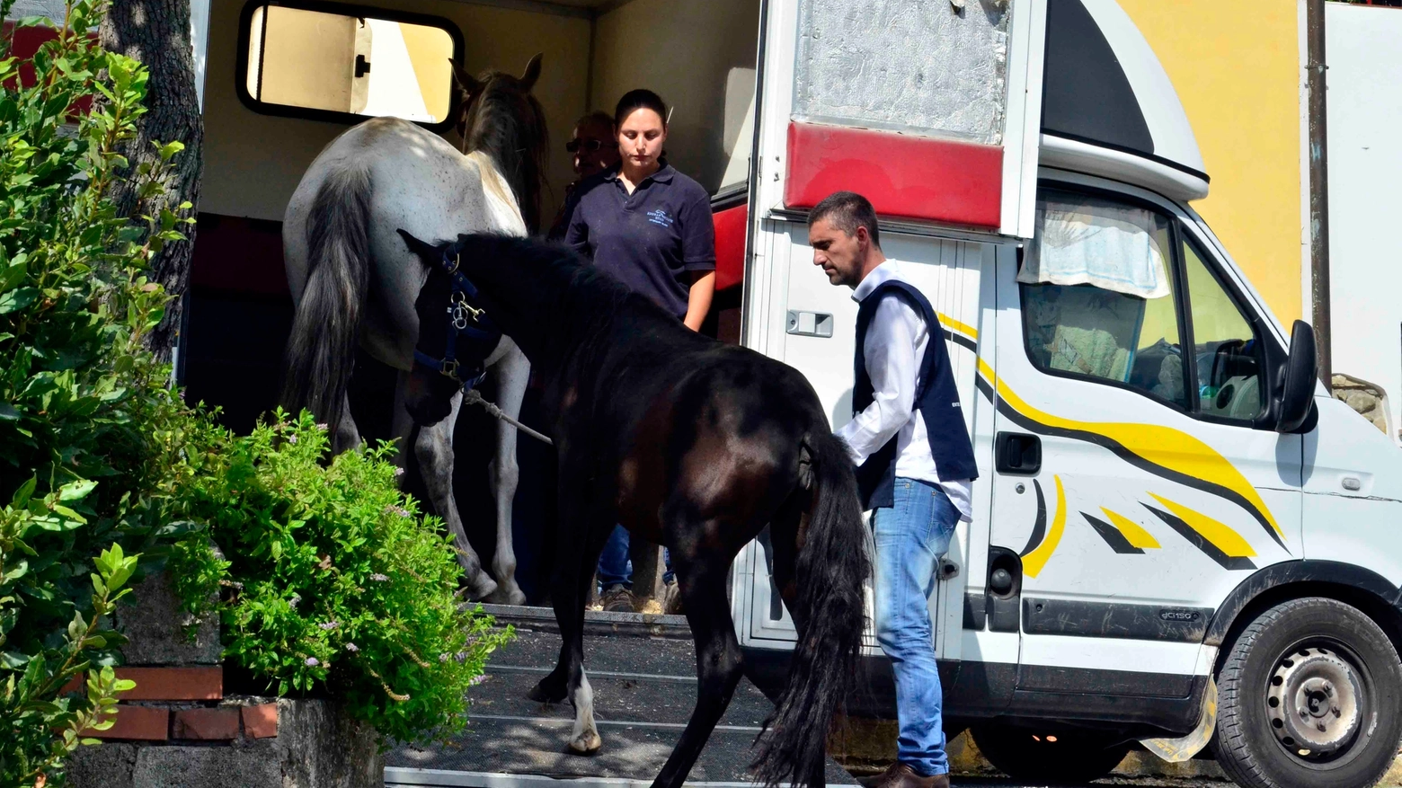 Il sequestro dei due cavalli in via Marlianese