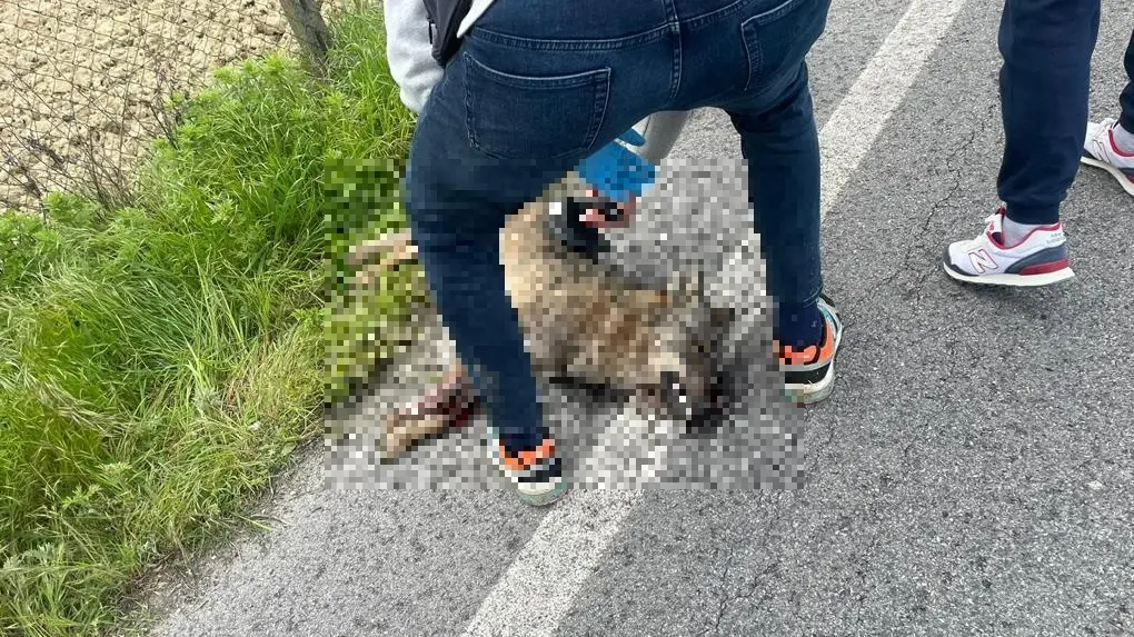 Lupo investito dall’auto Inseguiva dei caprioli vicino a case e scuole Lupo investito dall’auto Inseguiva dei caprioli vicino a case e scuole