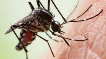 Infezione Chikungunya, è il primo in Toscana. Avviata la bonifica in un’area di Sansepolcro