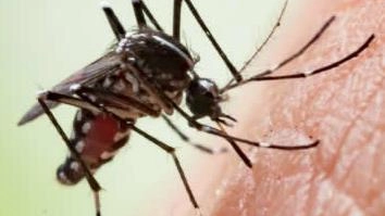 Infezione Chikungunya, è il primo in Toscana. Avviata la bonifica in un’area di Sansepolcro Infezione Chikungunya, è il primo in Toscana. Avviata la bonifica in un’area di Sansepolcro