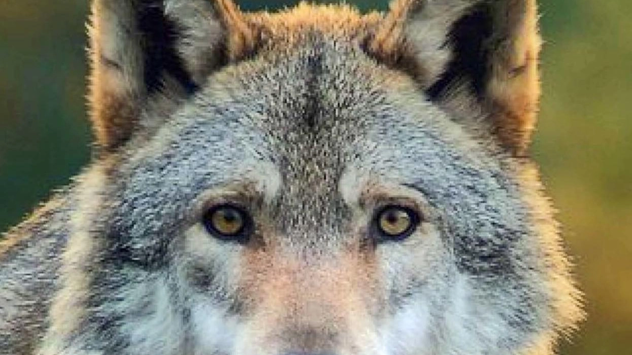 Torna la paura del lupo: capriolo sbranato sulla pista dell’elisoccorso