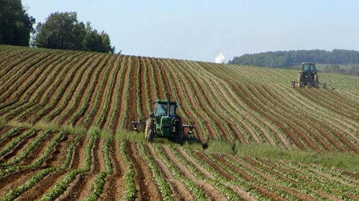 Agricoltori verso lo stato di calamità "A rischio anche il fagiolo zolfino" Agricoltori verso lo stato di calamità "A rischio anche il fagiolo zolfino"