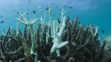 Riscaldamento degli oceani, nuovo record. Perché dobbiamo preoccuparci