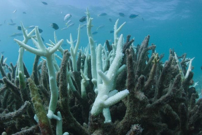 Riscaldamento degli oceani: nuovo record