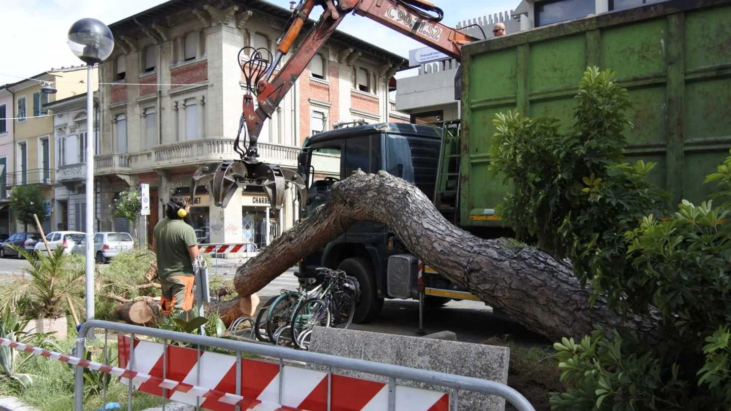 L'albero caduto a Viareggio (Umicini)