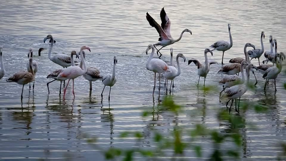 L’oasi naturale della Gherardesca. Il Comune la acquisisce per farne un’attrattiva di turismo sostenibile L’oasi naturale della Gherardesca. Il Comune la acquisisce per farne un’attrattiva di turismo sostenibile
