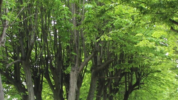 Il territorio è più “verde“  Piantati quasi 400 alberi