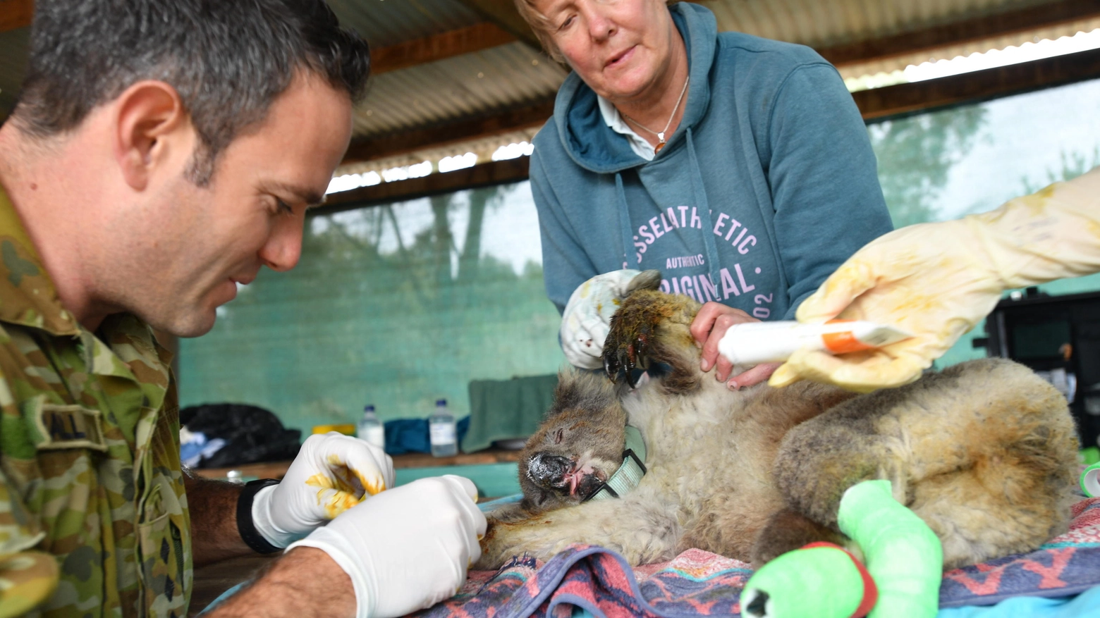 Soccorsi a un koala ferito agli arti dalle fiamme 
