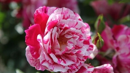 Fiore (foto Ansa) Fiore (foto Ansa)