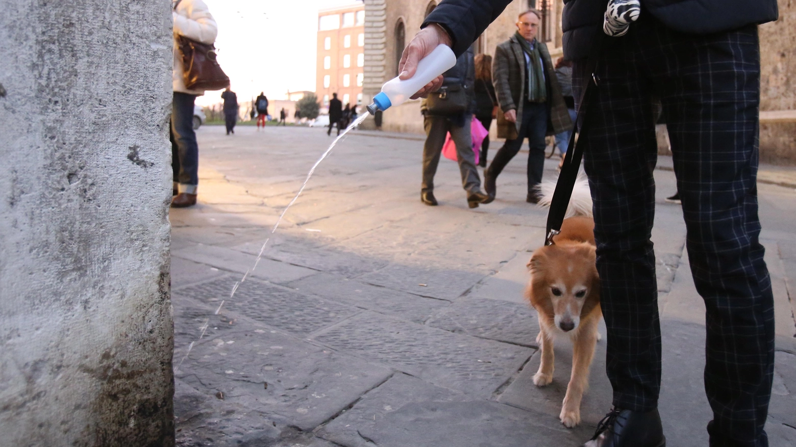 Acqua sull'urina dei cani (Foto Di Pietro)