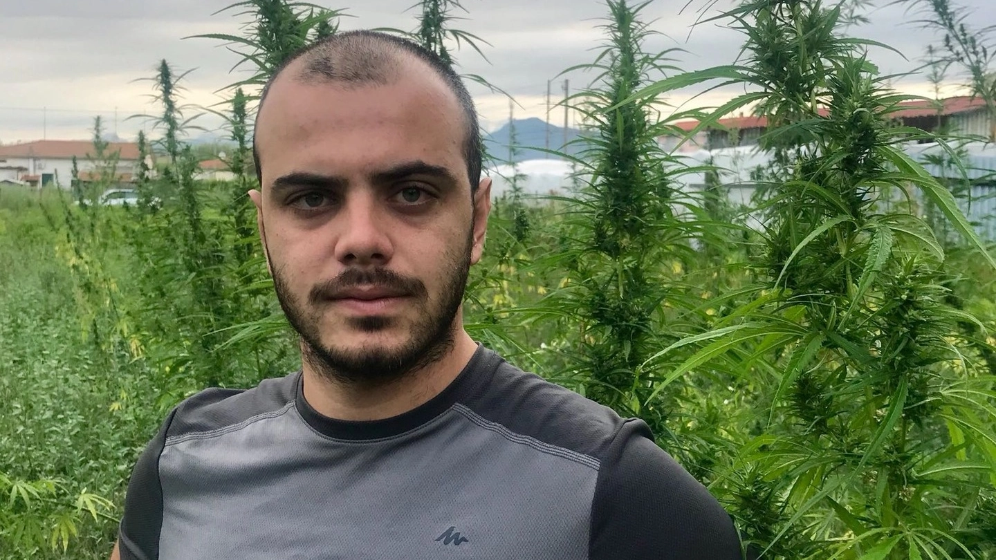 Giacomo Carmazzi tra le piante di cannabis legale coltivate in azienda