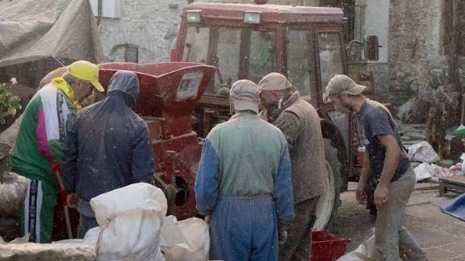 Le fasi della battitura della castagne nell’azienda agricola con operai e titolari
