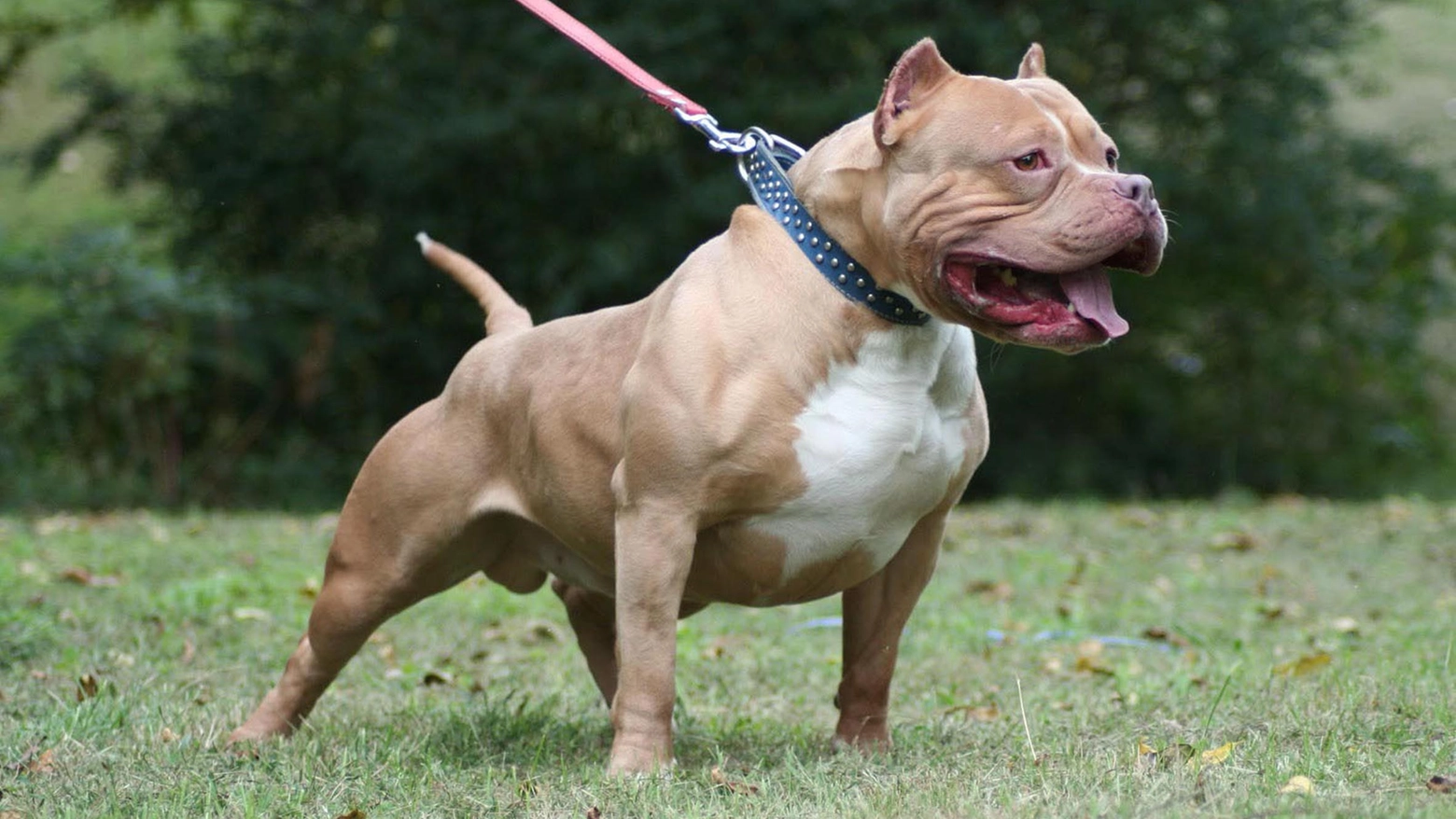 Un pitbull (foto di repertorio)