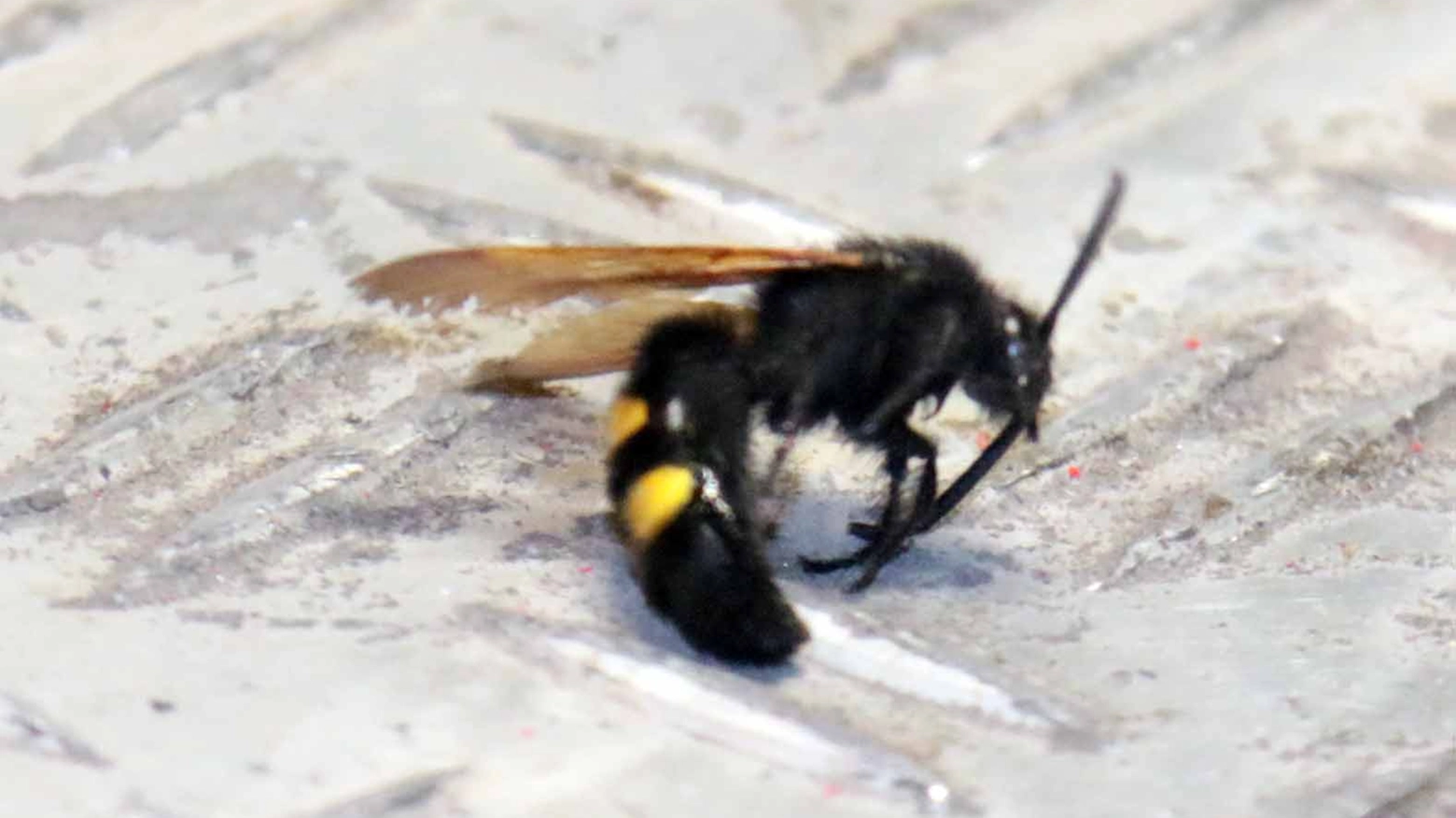 Una delle vespe che hanno invaso Castelfiorentino. Foto Nucci/Germogli