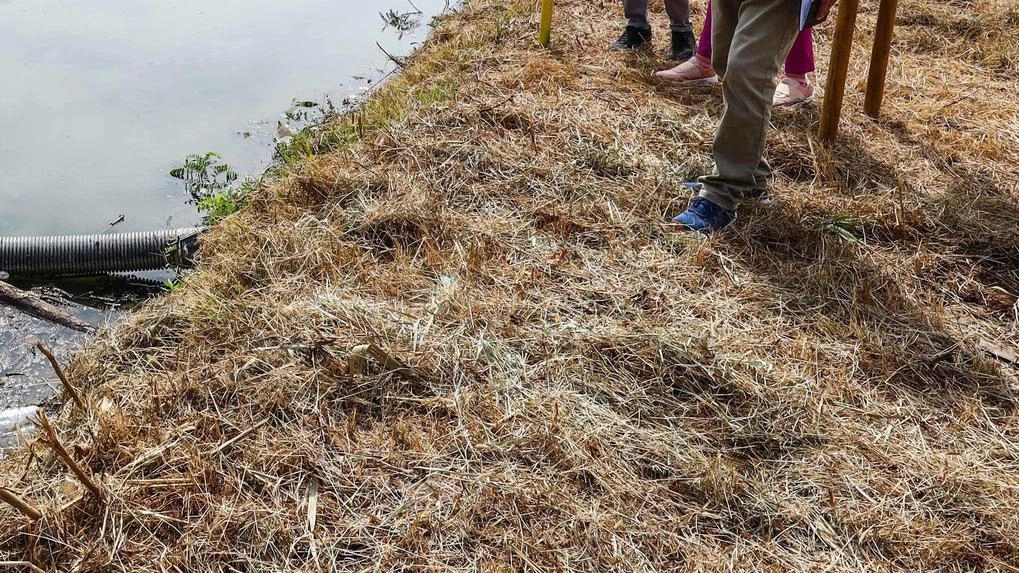 Ossigenazione in Padule. Bene la sperimentazione: "I risultati sono ottimi" Ossigenazione in Padule. Bene la sperimentazione: "I risultati sono ottimi"