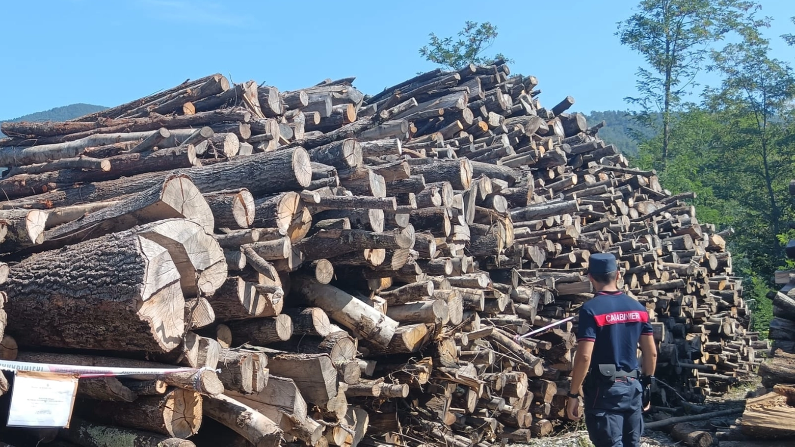Il legname sequestrato dai carabinieri forestali