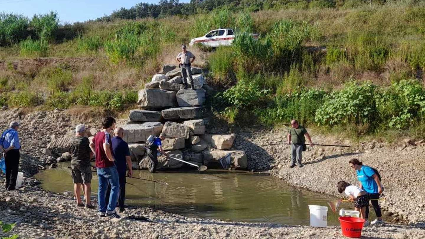 Il salvataggio dei pesci agonizzanti in una delle ’pozze’ rimaste lungo la Pesa Il salvataggio dei pesci agonizzanti in una delle ’pozze’ rimaste lungo la Pesa