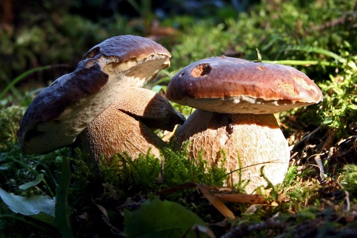 La stagione dei funghi richiama ogni anno moltissimi appassionati