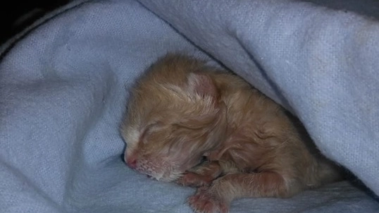 Uno dei gattini recuperati da una volontaria del Rifugio