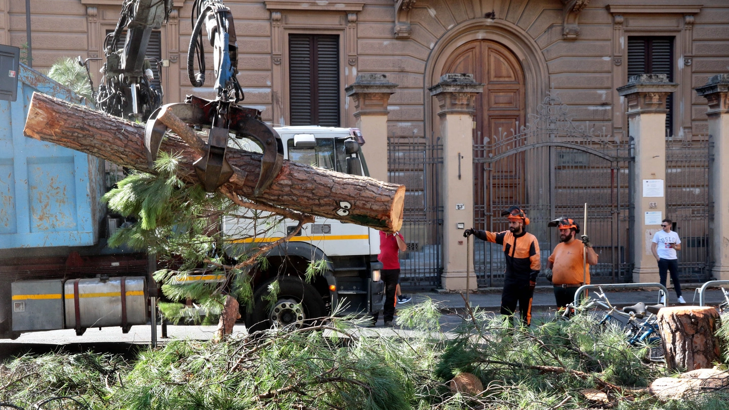 Il taglio dei pini in piazza della Vittoria (foto Umberto Visintini/New Press Photo)