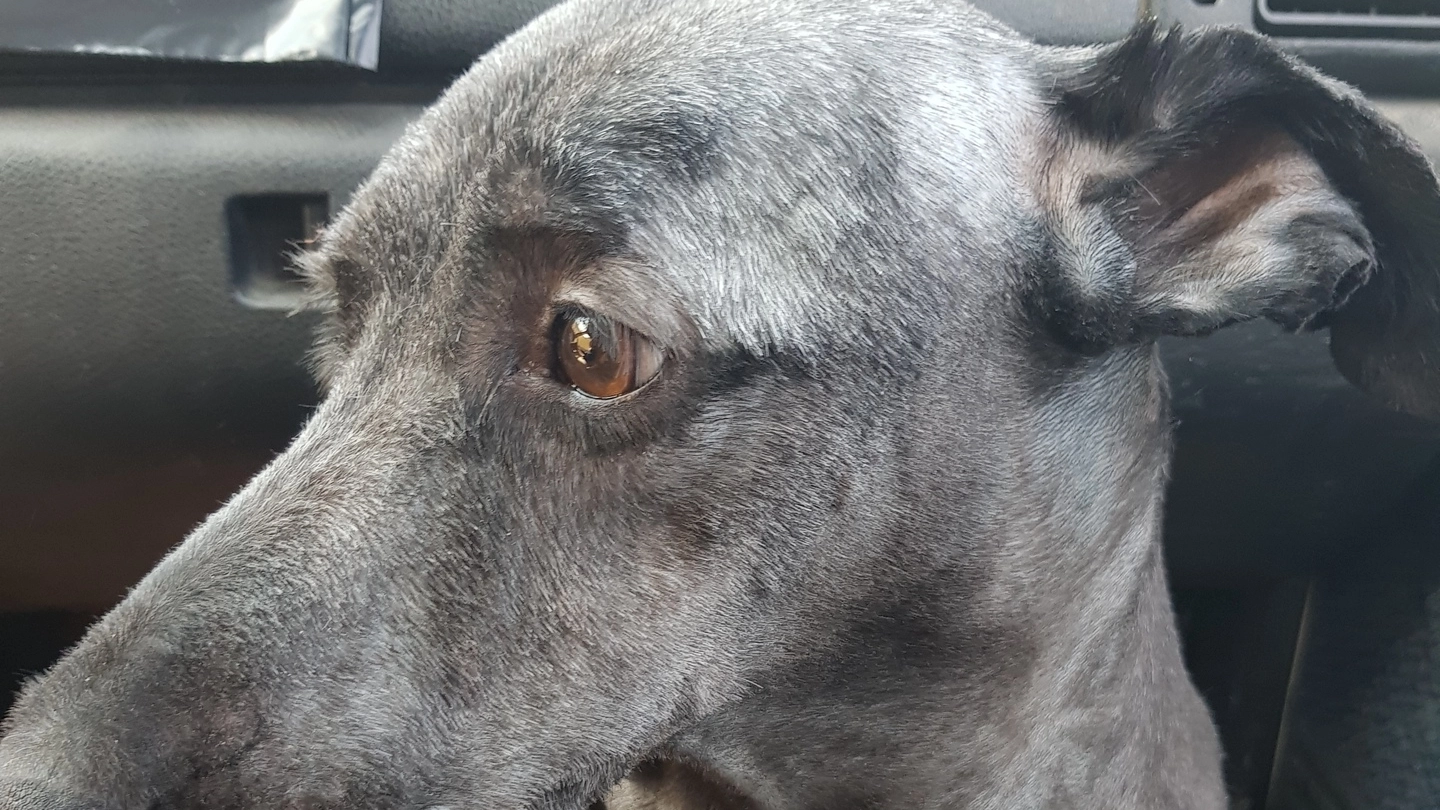 Il cane trovato in un cassonetto ferito e bisognoso di urgenti cure mediche
