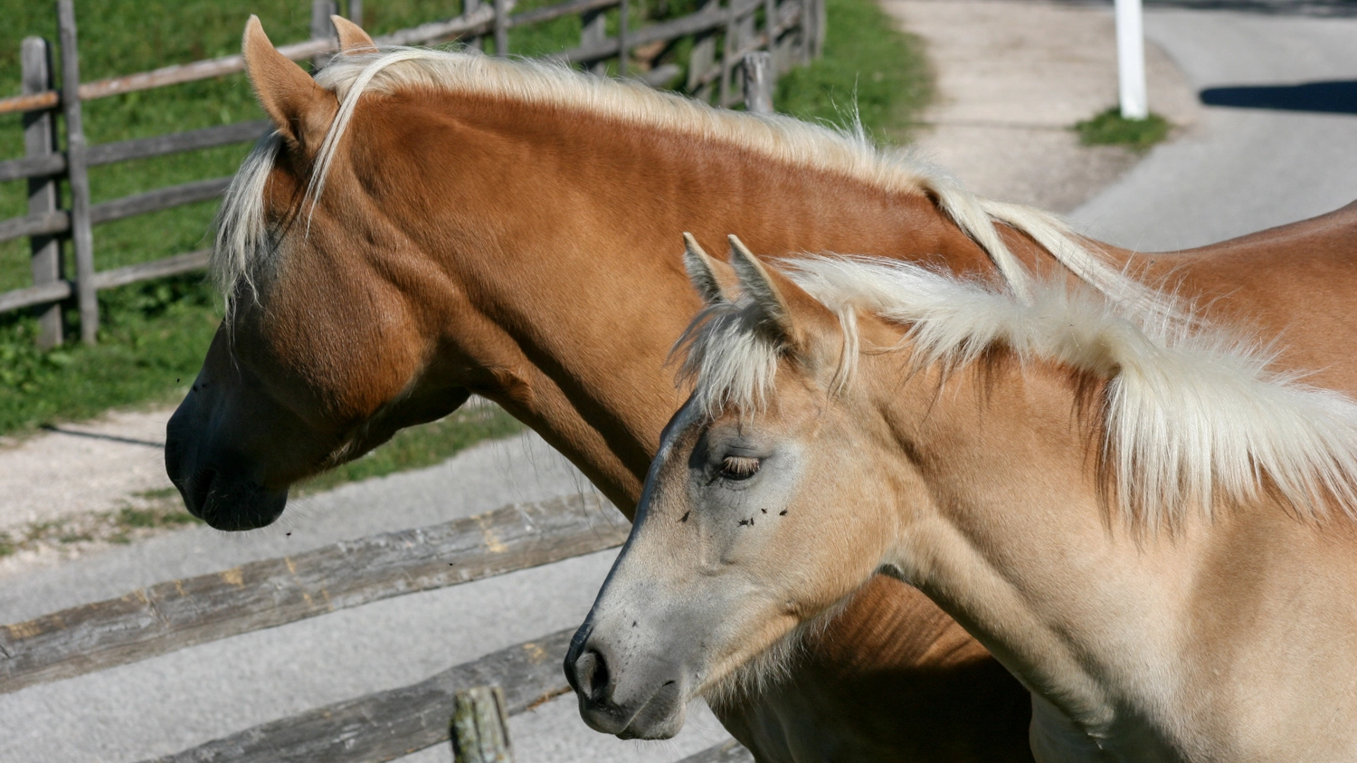 Due cavalli nel recinto (foto repertorio)