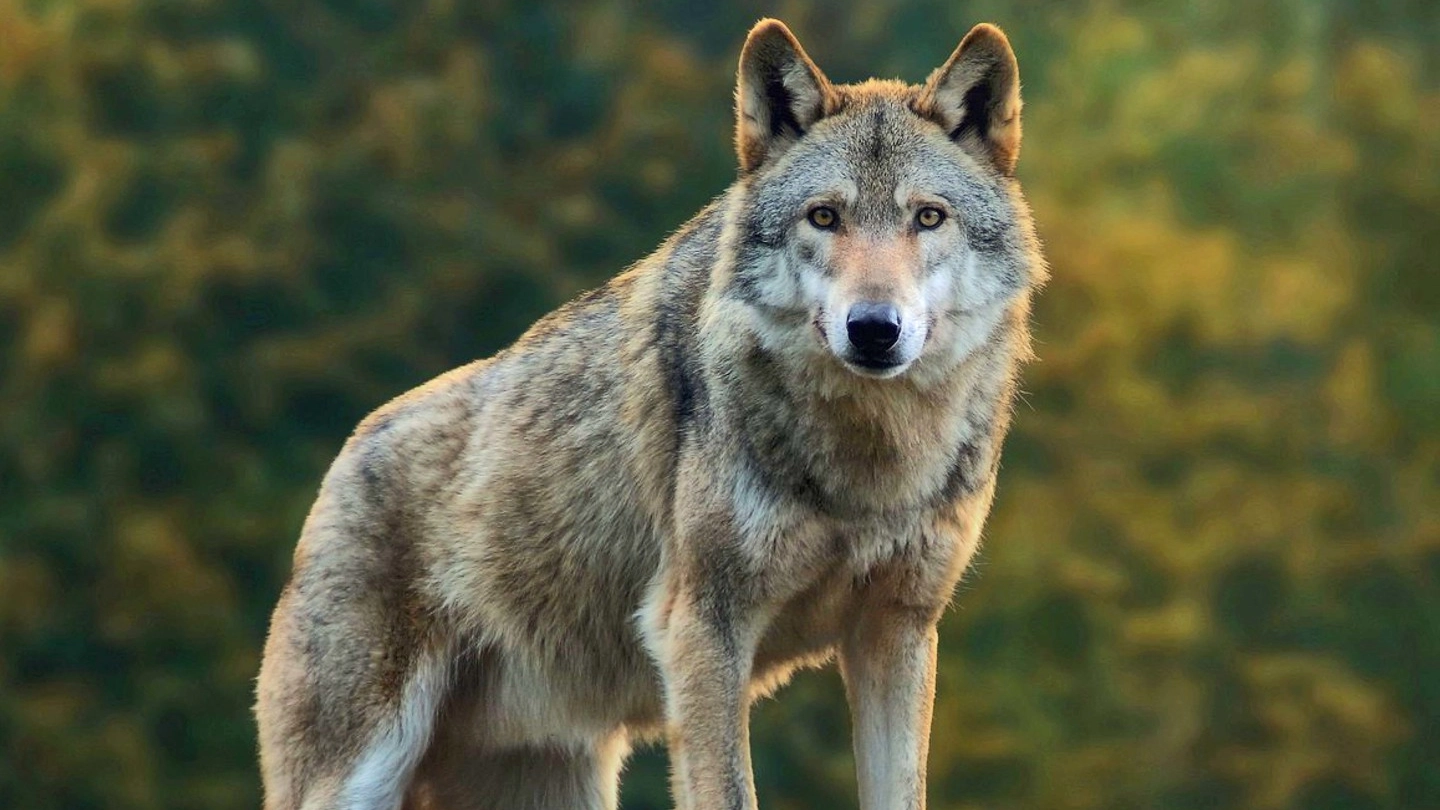 Un lupo (Foto di repertorio)