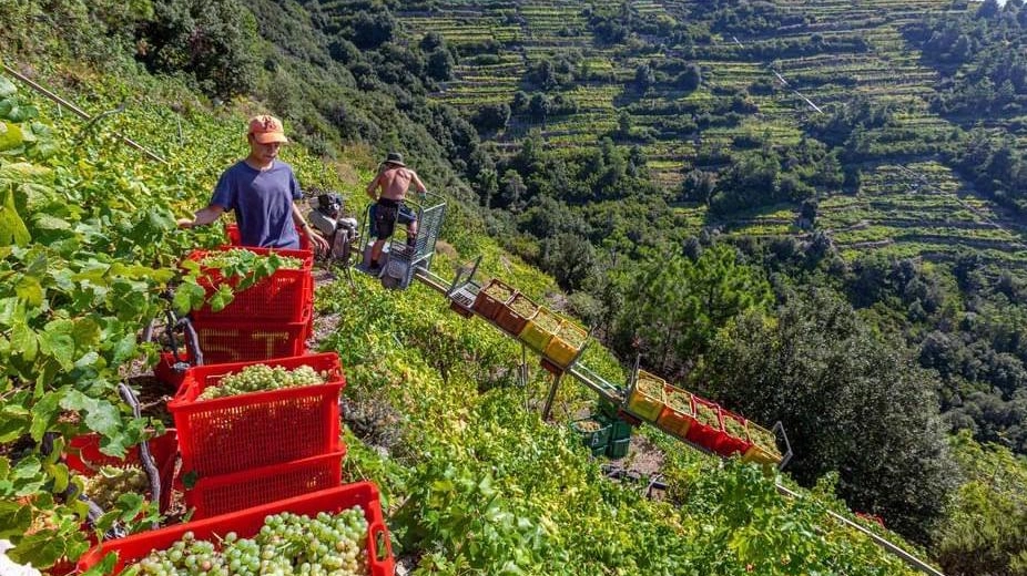 Il nuovo acquedotto è stato chiesto a gran voce dal comparto vitivinicolo