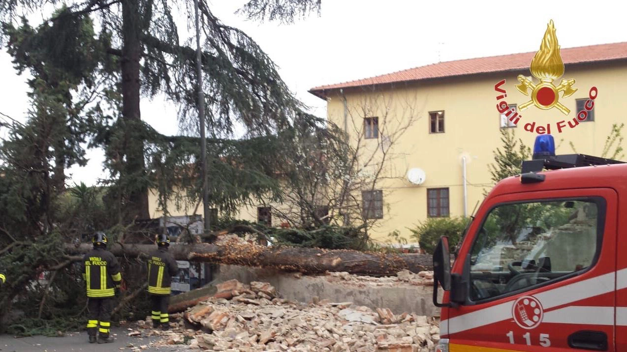 L'albero crollato su un muro a Pisa