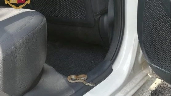 Il serpente trovato nell'auto della donna (foto Polstrada)