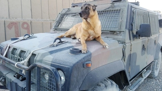 Il cane Jimmy: pastore  belga in servizio in Libano, morto per un malore