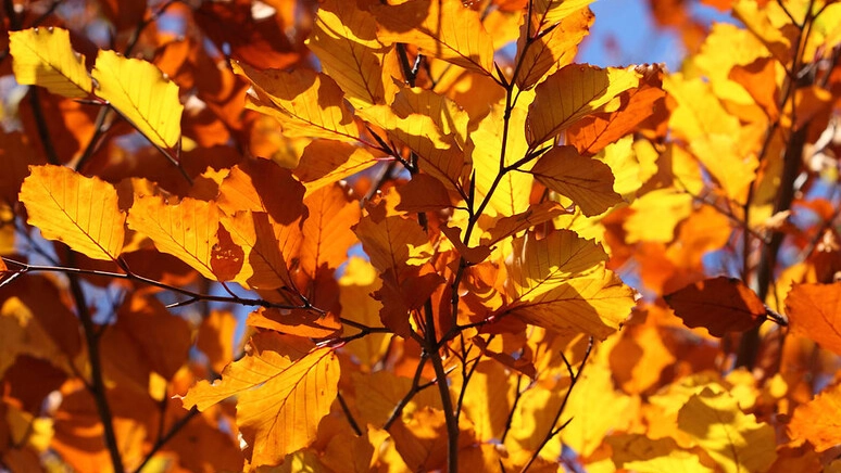 Arriva l'autunno