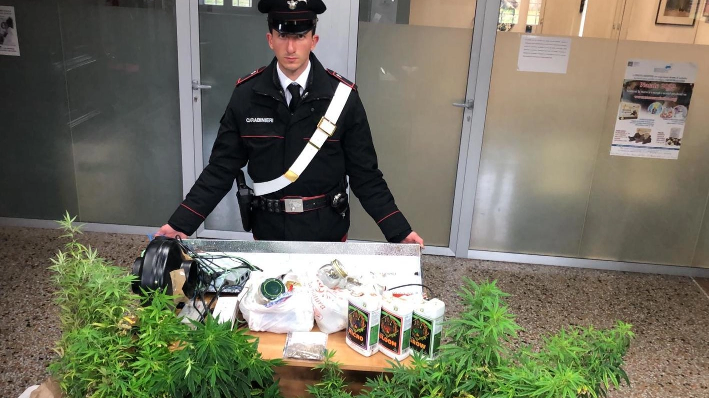 Tredici piante di marijuana in casa  Spintoni e morsi ai carabinieri  In manette tre cittadini russi