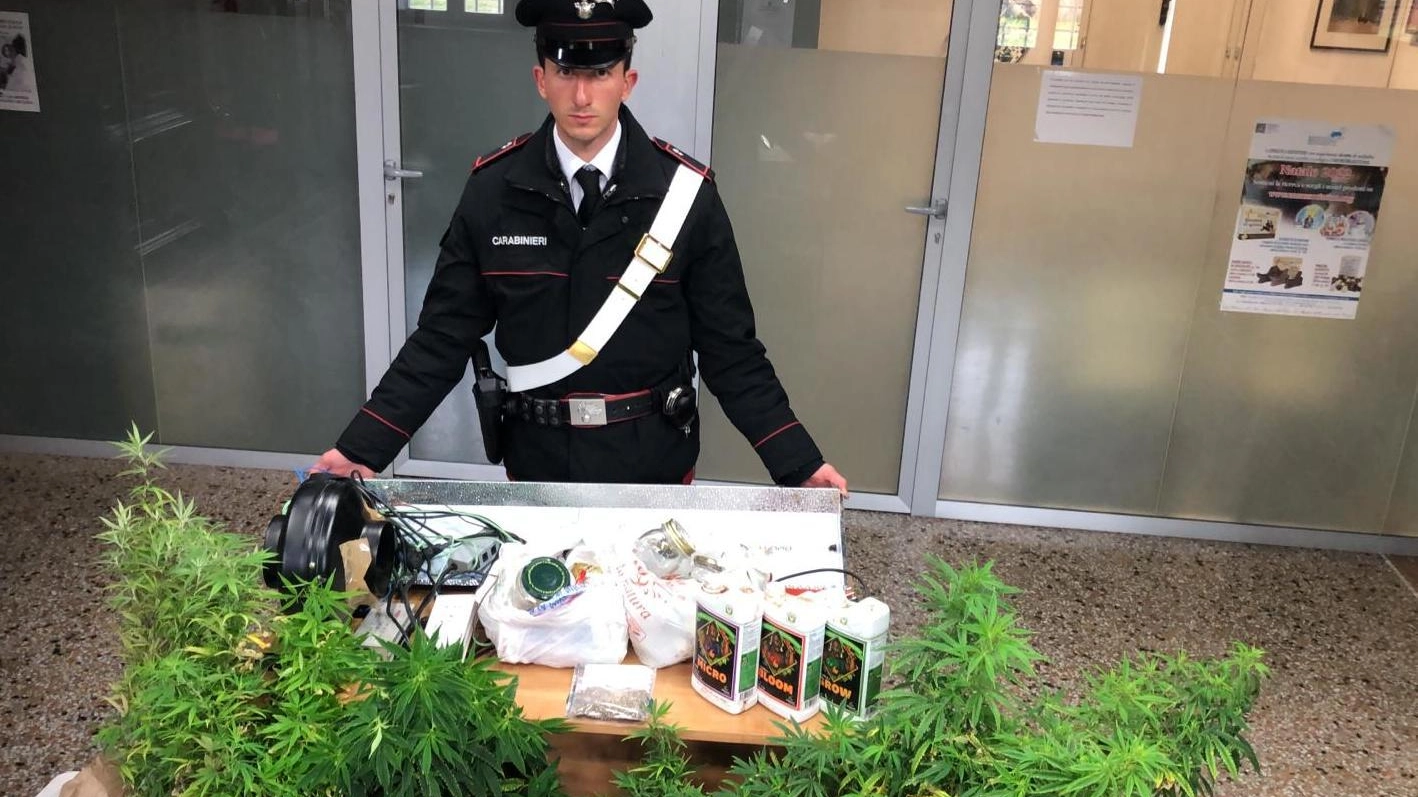 Tredici piante di marijuana in casa Spintoni e morsi ai carabinieri In manette tre cittadini russi Tredici piante di marijuana in casa Spintoni e morsi ai carabinieri In manette tre cittadini russi