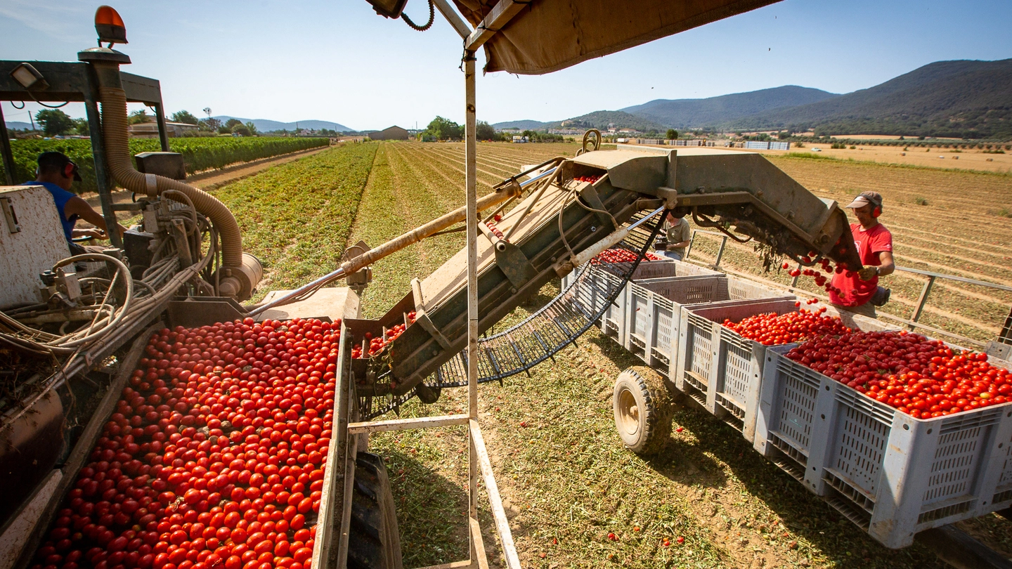 Raccolta dei pomodori Raccolta dei pomodori
