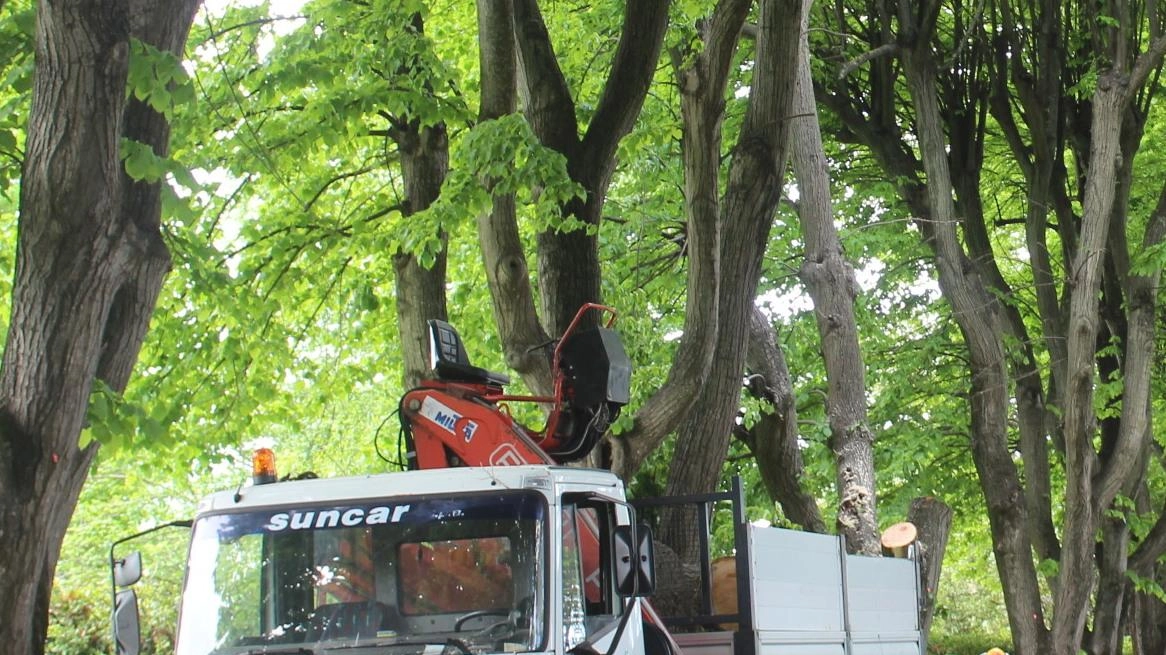 

Ordinanza: taglio 35 alberi a Pietrasanta - Proteste in piazza