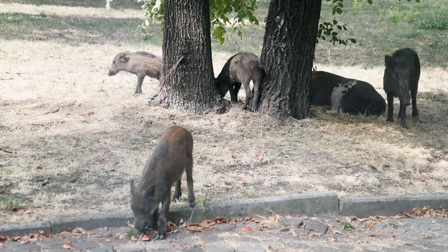 Cinghiali nel parco della Maggiolina a La Spezia (Foto Frascatore)