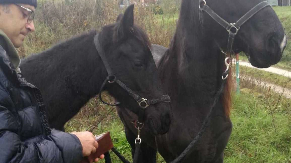 Giuseppe Vicario ieri mentre "saluta" i suoi cavalli ritrovati