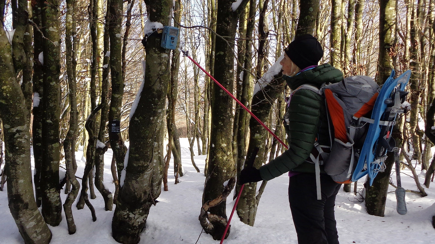 Escursionista di Mangia trekking controlla una trappola fotografica in Lunigiana
