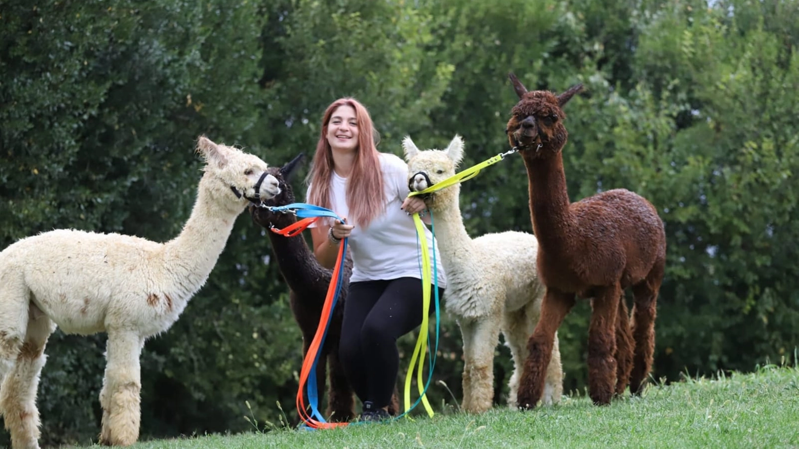 Virginia Pernici con i suoi alpaca 