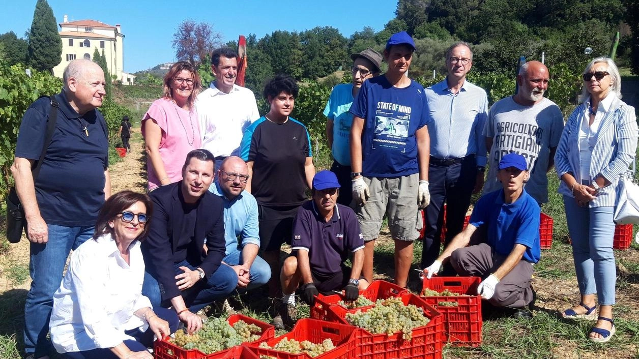 Vendemmia all’Olmarello diventa progetto pilota "Occasione di inclusione per le persone fragili" Vendemmia all’Olmarello diventa progetto pilota "Occasione di inclusione per le persone fragili"