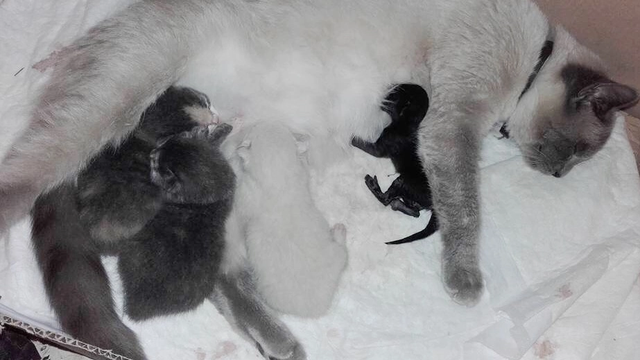 Il micino nero adottato tra le zampe di mamma gatta (foto Gianni Nucci/Germogli)
